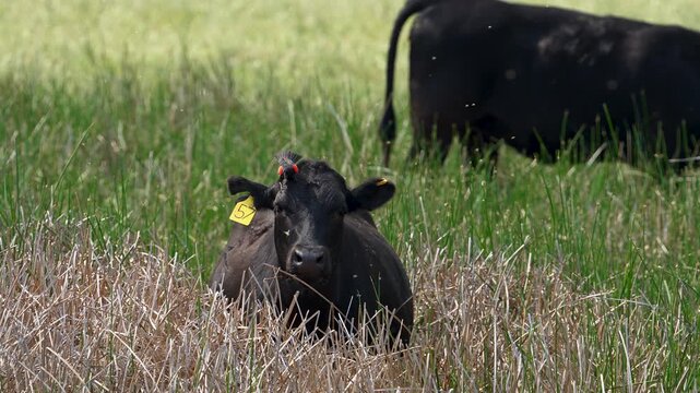 Red-winged blackbird picking bugs off a cow's head as they swarm around in slow motion.