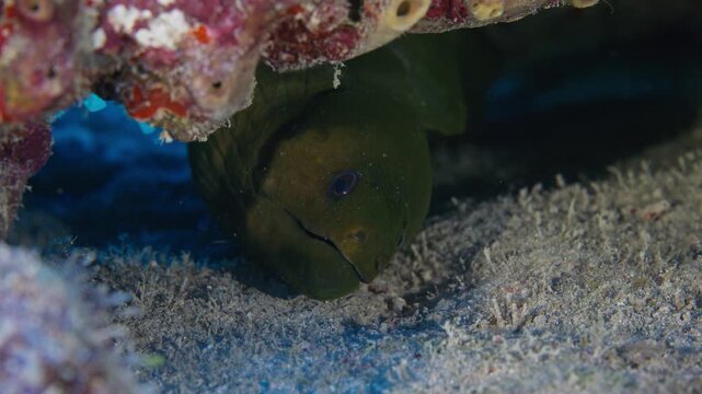Close up of a large green moray eel breathing fast inside a dark crevice in the Florida Keys