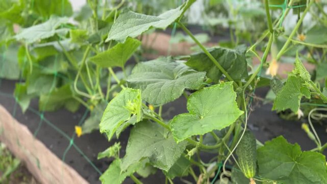 Green cucumbers growing and hanging on vine in greenhouse, fresh organic vegetables, indoor farming process, healthy crop development, agriculture and gardening concept.