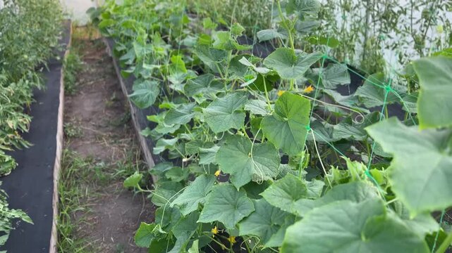 Green cucumbers growing and hanging on vine in greenhouse, fresh organic vegetables, indoor farming process, healthy crop development, agriculture and gardening concept.