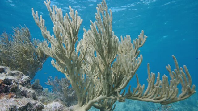 Branching gorgonian soft coral colonies anchored to a rocky reef substrate in clear blue water