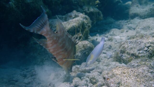 Hogfish foraging head-down on a sandy seabed in Key Largo Florida