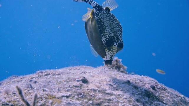 Smooth trunkfish feeding vertically head-down on a coral reef in Key Largo Florida