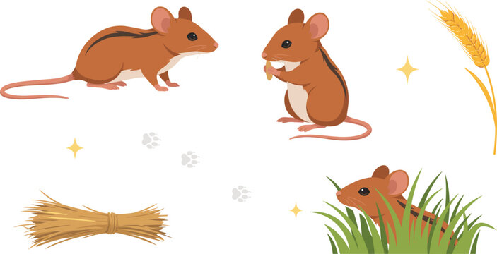 Field Mouse Vector Set with Cute Striped Rodent Characters Eating Hiding in Grass Crouching and Harvest Wheat Elements on White Background
