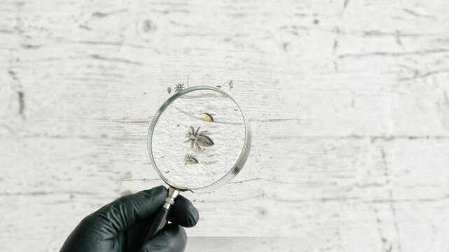 Macro View of Lice Observed Through Magnifying Glass Held by Gloved Hand for Scientific Entomology Research, Public Health Prevention, and Professional Pest Control Inspection for Laboratory Study and