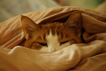 Sleepy Cat Peeking Out From Blanket © Audrey