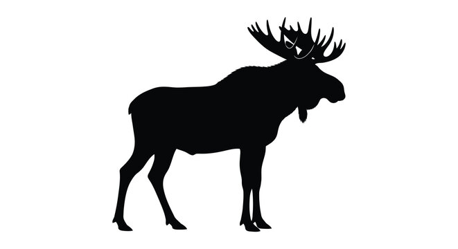 Moose Silhouette Against A White Background Wildlife Illustration
