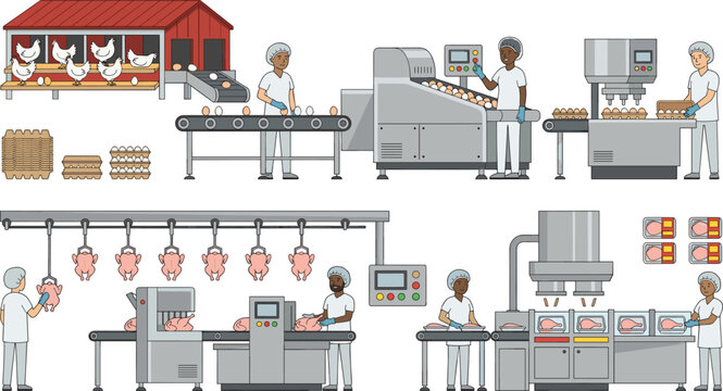 Poultry factory processing production line set with chicken egg farm sorting slaughterhouse cutting packaging and manufacturing machine vector