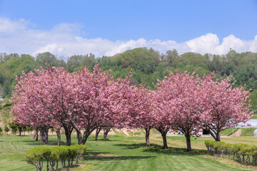 Naklejka premium 北海道洞爺湖町、桜に囲まれながら洞爺湖を望む洞爺桜公園さくらパークゴルフ場【5月】