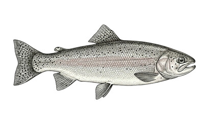 Obraz premium Salmon Trout Fish Vector Art Freshwater Wildlife Illustration