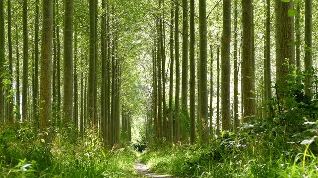 Cinematic pan shot of a dirt path winding through a dense forest of tall straight trees with sunlight filtering through green foliage