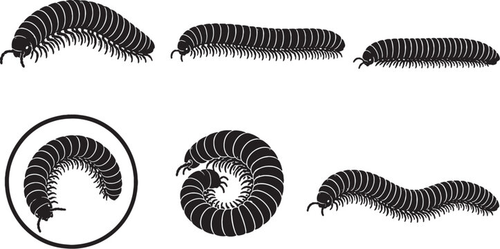 African Giant Millipede Silhouette Icon Set Collection Black Vector Invertebrate Wildlife Icons