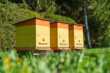 Obraz premium Three vibrant yellow and orange wooden beehives arranged in a row within a lush green meadow during a sunny spring day. These apiary boxes are used for sustainable beekeeping.
