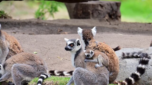 family of lemurs carrying their young on their backs.