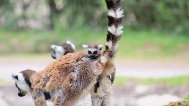 lemur walking with its young on its back.