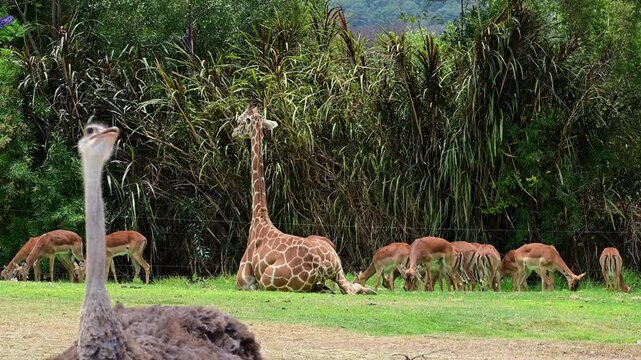 Ostrich, giraffe and herd of gazelles living together in nature.