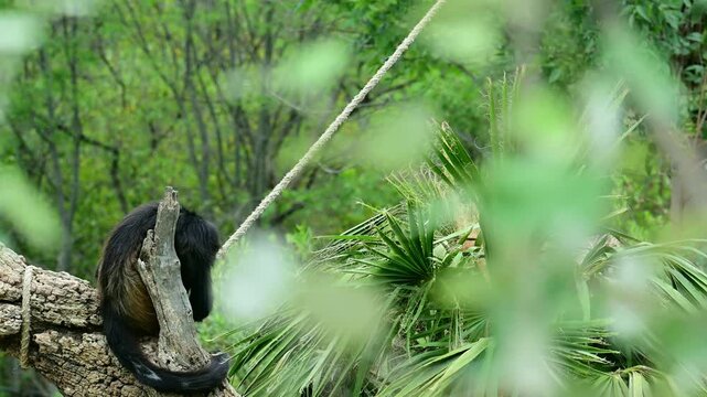 spider monkey scratching its leg.