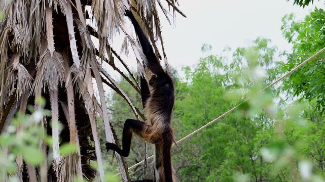spider monkey climbing down the branches.