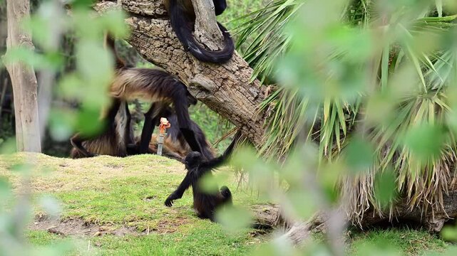 Spider monkeys living together in their natural habitat.