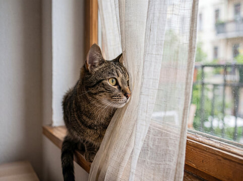 Close-up photograph of a beautiful tabby cat peering intently out a window, partially obscured by soft.