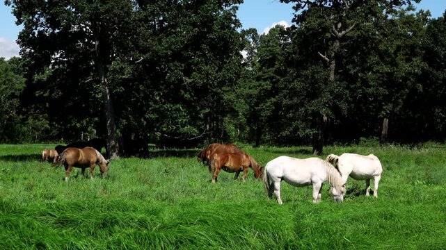十勝牧場のウマの放牧