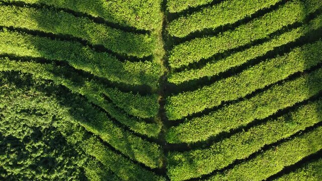 High angle perspective of terraced tea fields showcasing organic farming and symmetric nature patterns.