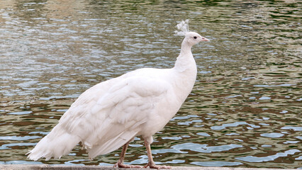 portrait of white peacock walking by the lake © Jana