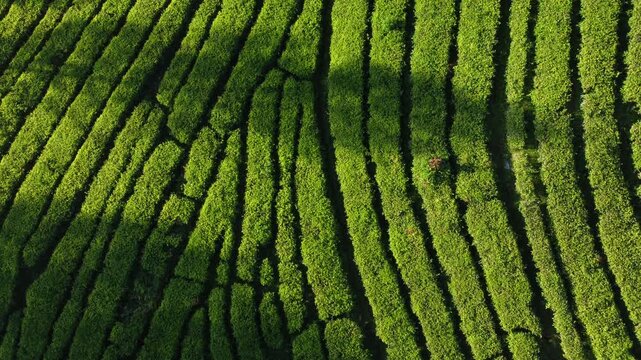 High angle view of geometric green lines on a tropical tea plantation field in morning sunlight.