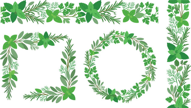 Fresh green kitchen herbs vector border and wreath collection with mint rosemary parsley dill and basil elements isolated on white background (21 words