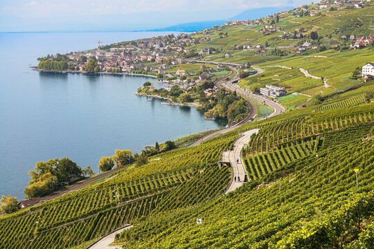 View of Les vignes de Lavaux with lush green terraced vineyards sloping down towards Lake Geneva, featuring a railway line and the town of Bourg-en-Lavaux, Vaud, Switzerland.