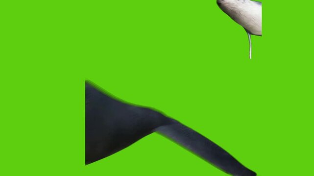 whale on a green background