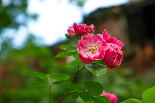Clusters of beautiful, blooming rambling roses