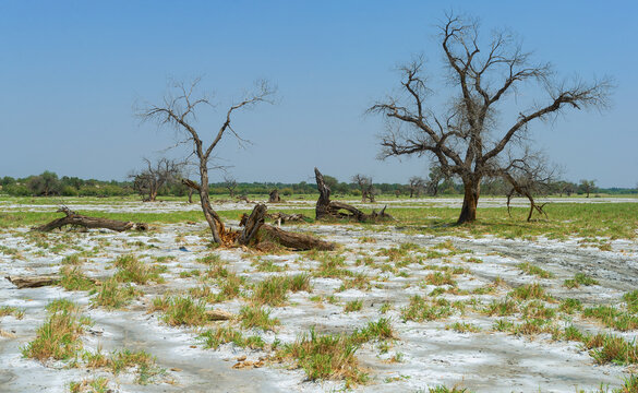 A dead tree in a salt-flat desert.