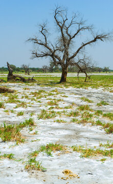 A dead tree in a salt-flat desert.