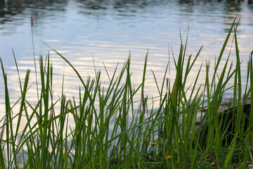 Fototapeta premium Lush green grass blades sway gently beside a tranquil body of water