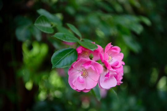 Clusters of beautiful, blooming rambling roses