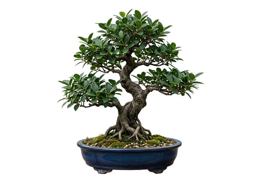 Ficus bonsai indoor specimen