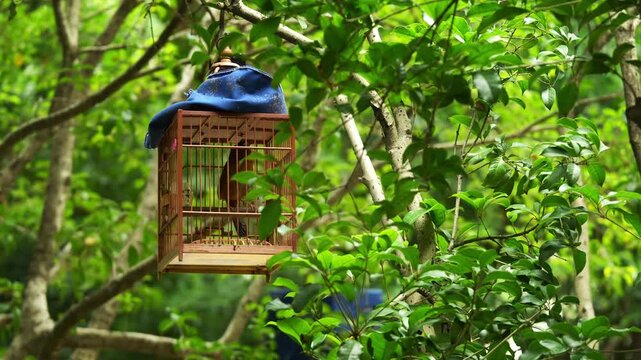 Traditional wooden birdcage hanging in tree at Shanghai park, China (4K25p)