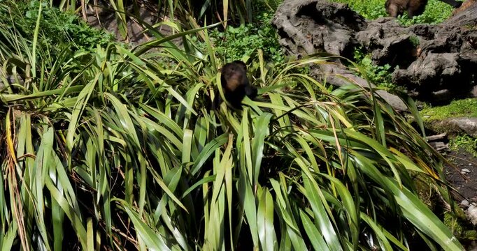 Playful baby Capuchin monkeys at Willowbank Nature Reserve, Christchurch, New Zealand.
