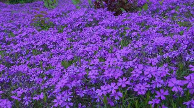 Dense carpet of vibrant proton purple flowers fills the beautiful garden ground and blooming across a lush spring parkland landscape.