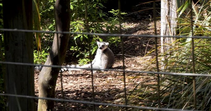 Ring-tailed lemur (Lemur catta) sitting facing the sun to warm itself, at Willowbank Nature Reserve, Christchurch, New Zealand.