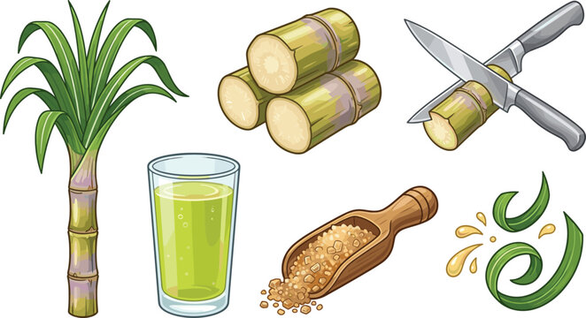 Sugarcane collection with fresh stalks juice brown sugar and agricultural crop vector illustration set
