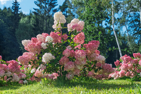 A vibrant bush of Hydrangea paniculata with large pink and white flower clusters blooming in a lush green summer garden with trees in the background under bright sunlight.