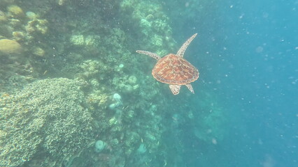 Fototapeta premium Sea Turtle Gliding Over Coral Reef in Crystal-Clear Waters