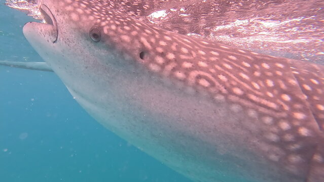 Underwater Footage of Whale Shark