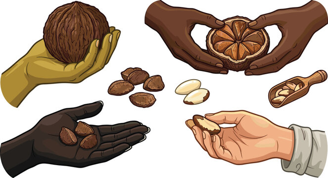 Brazil nut collection with shelled kernels hands holding nuts and healthy organic food vector illustration