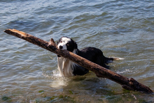 Border Collie Fetching Large Stick in Ocean Water