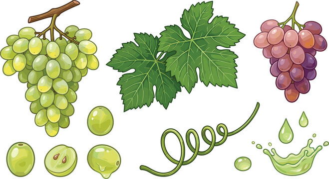 Fresh grape collection with clusters leaves tendrils juice splash and vineyard botanical elements vector illustration