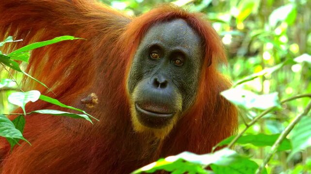 Close-up portrait of an orangutan looking at the camera through dense green jungle foliage in a tropical rainforest