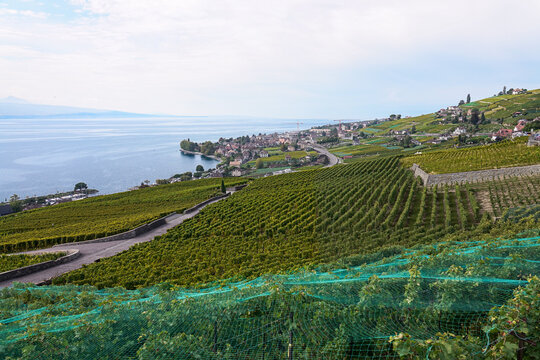 View of Les vignes de Lavaux vineyards overlooking Lake Geneva with lush green vines, stone retaining walls, and distant village buildings in Bourg-en-Lavaux, Vaud, Switzerland.